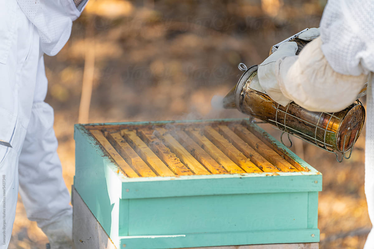 Couple of beekeepers collecting honey
