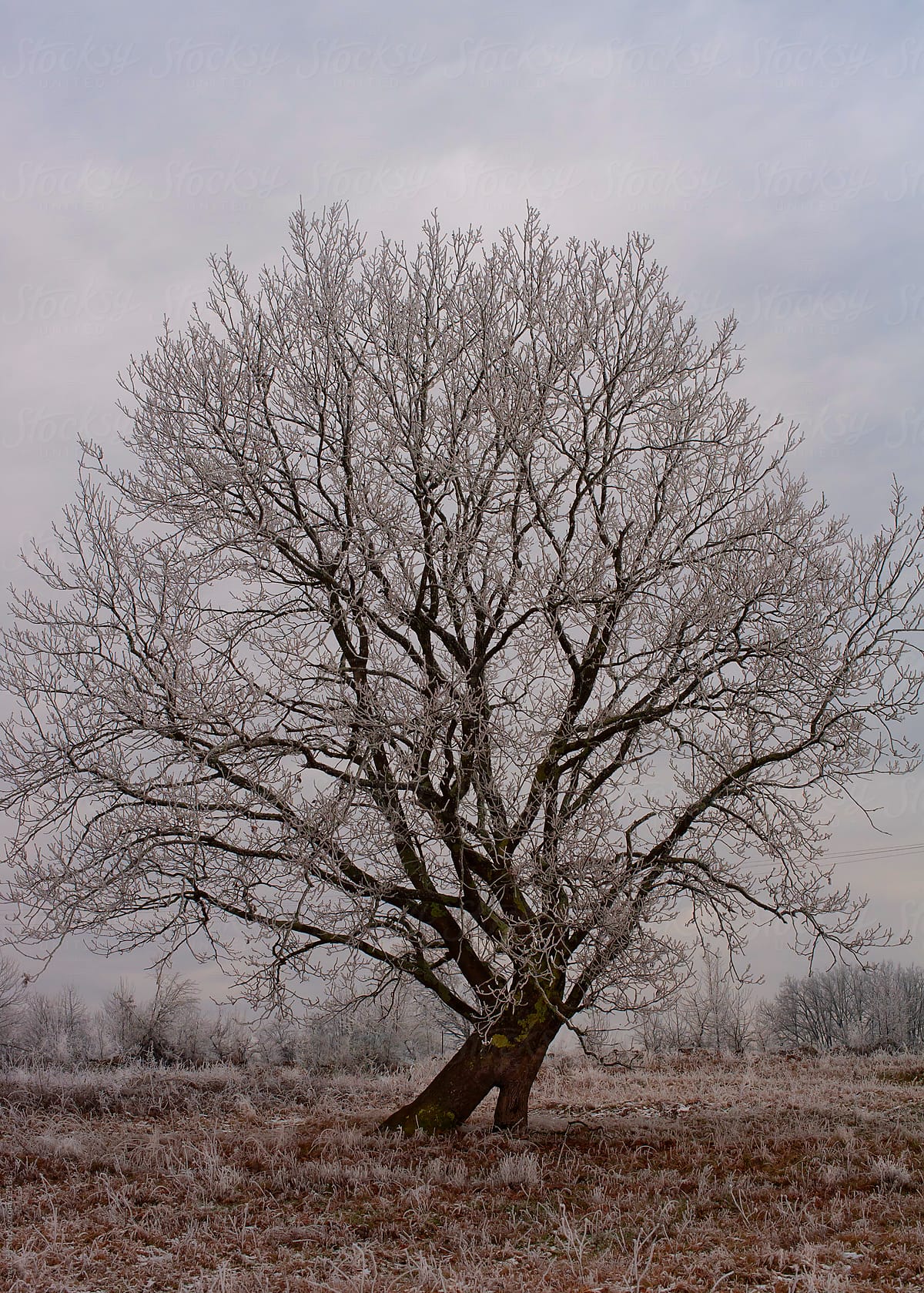 Single tree covered with hoarfrost