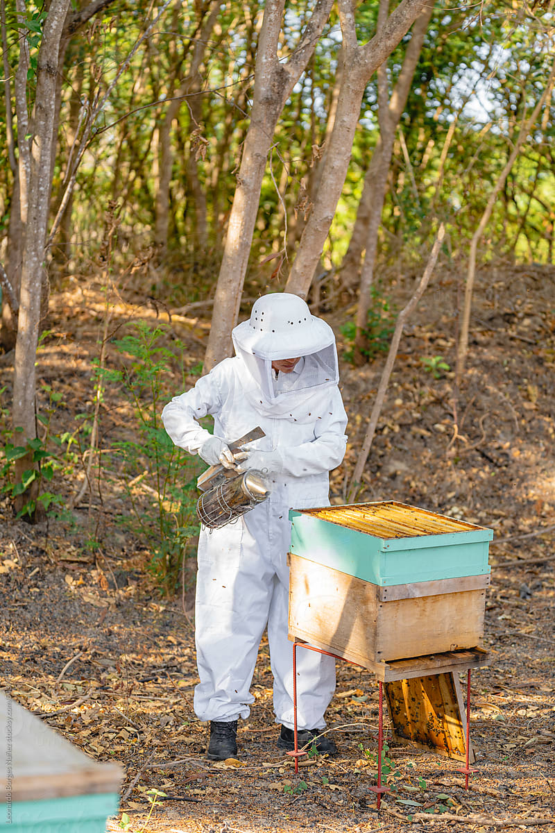 A beekeeper collecting honey