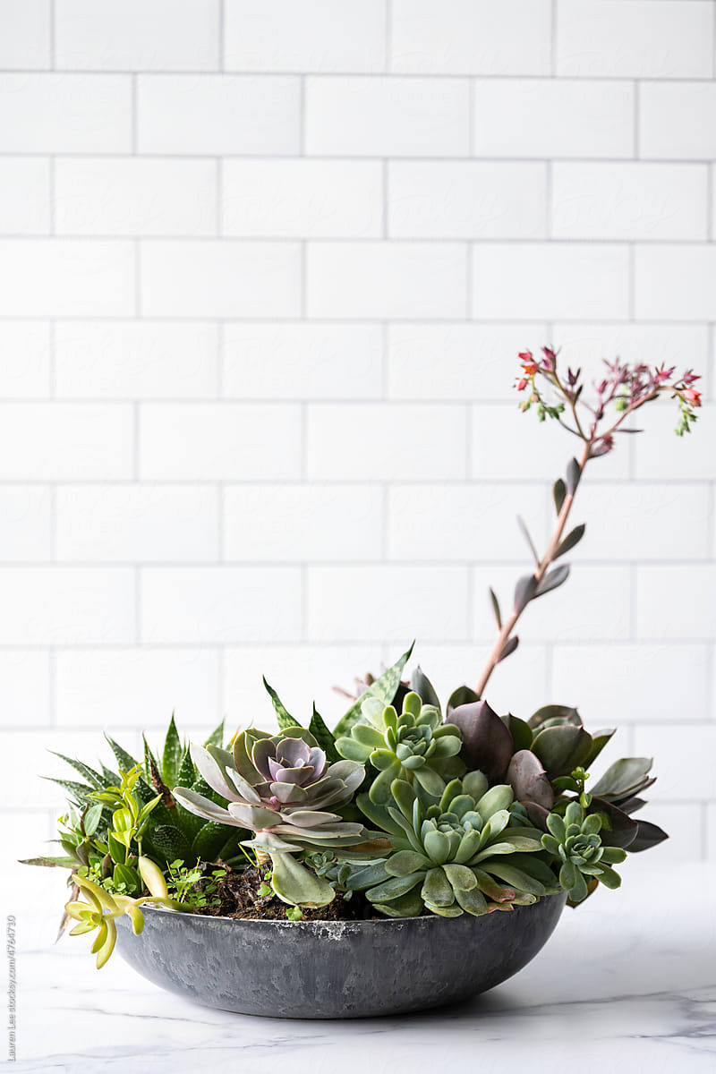Succulent plant on counter