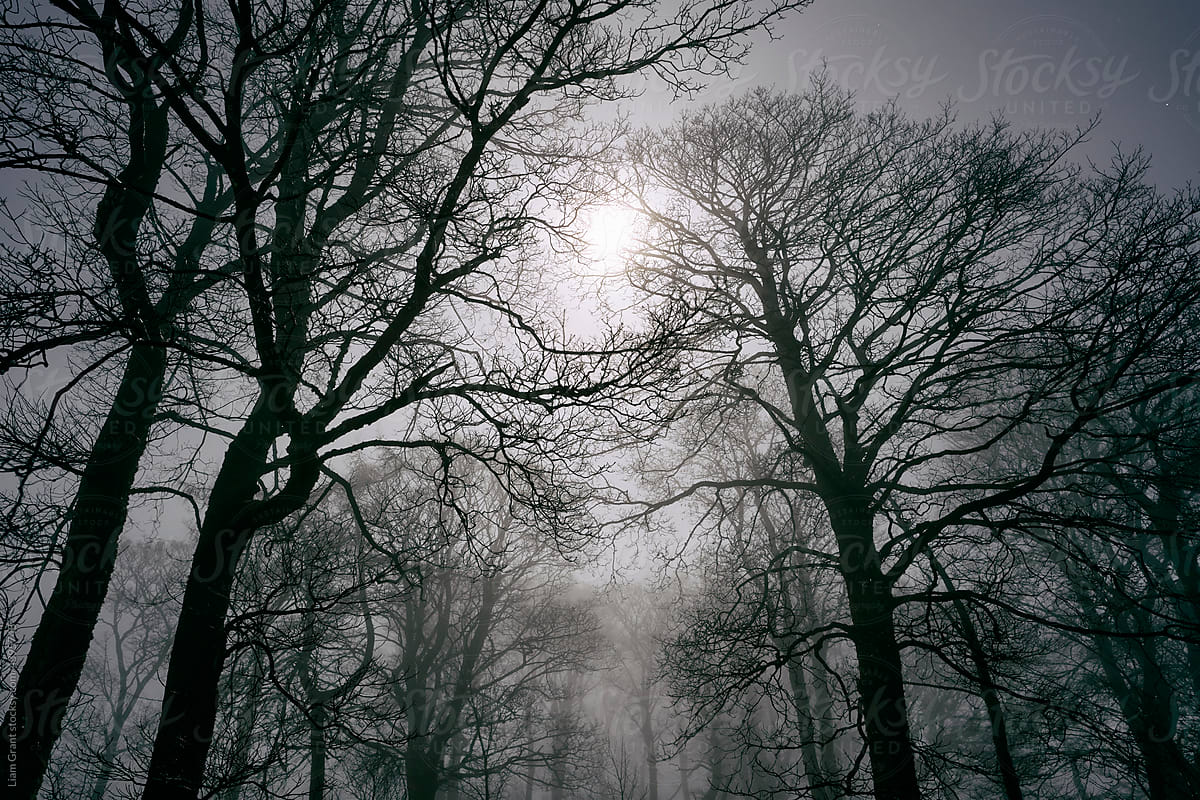 Woodland and dense fog at night with a full moon above