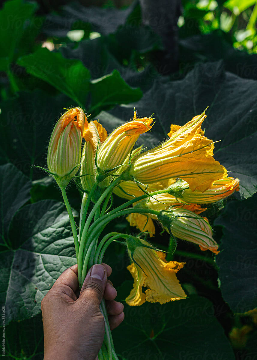Hand holding fresh-picked squash blossoms from the garden