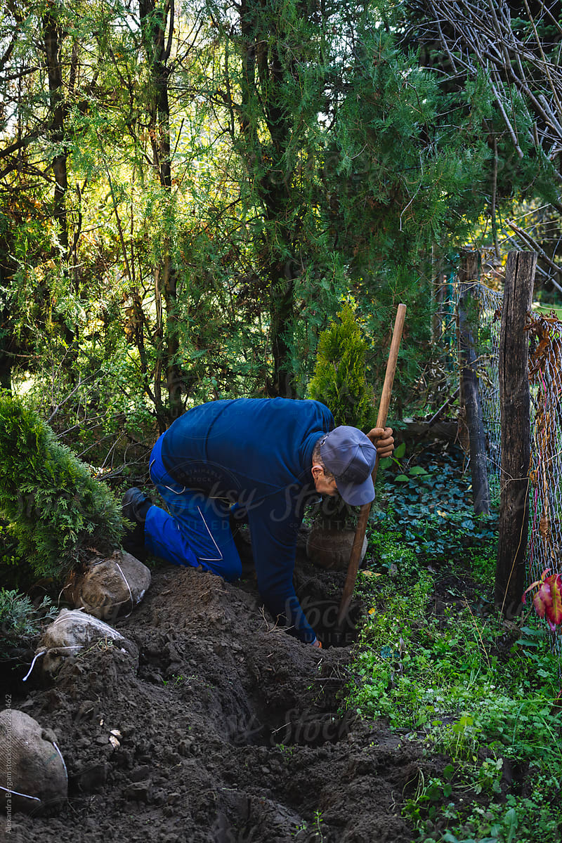 Male gardener digs a hole in soil to plant the tree
