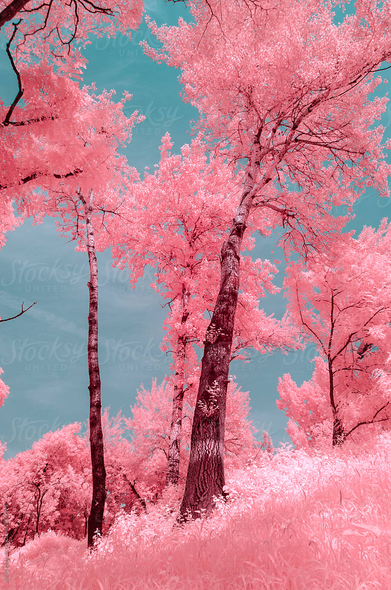 The trees in the old Summer Palace of Beijing,in infrared light