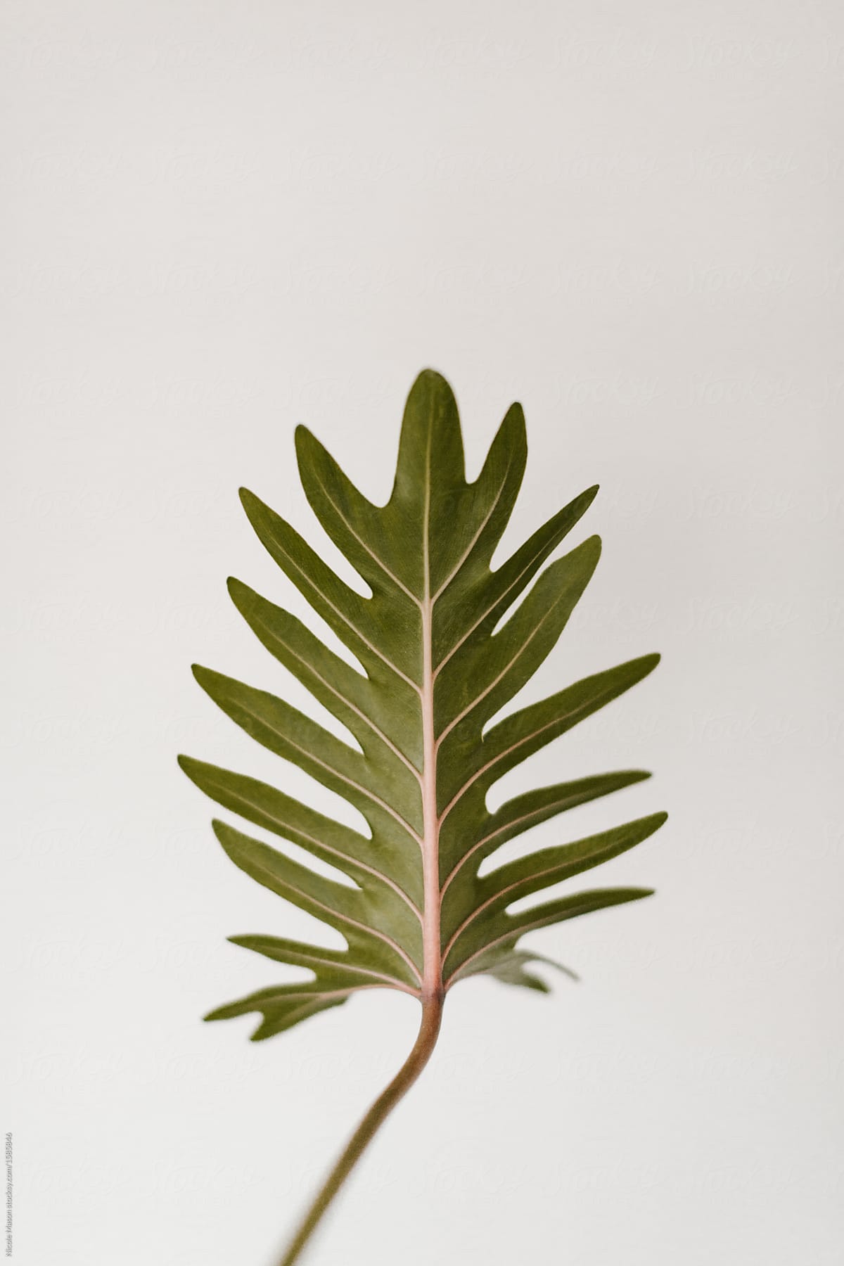 green leaf stem in front of white wall