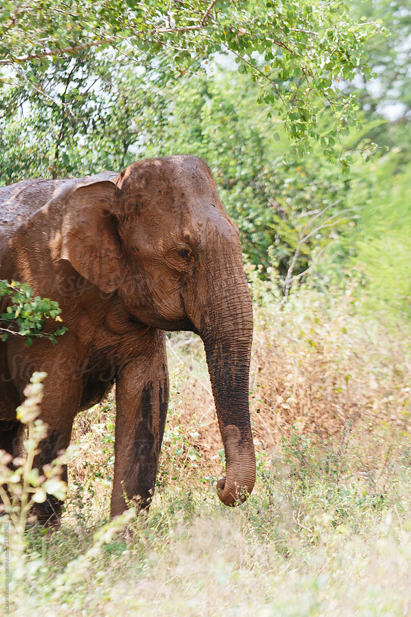 Elephant In The Wild On A Safari