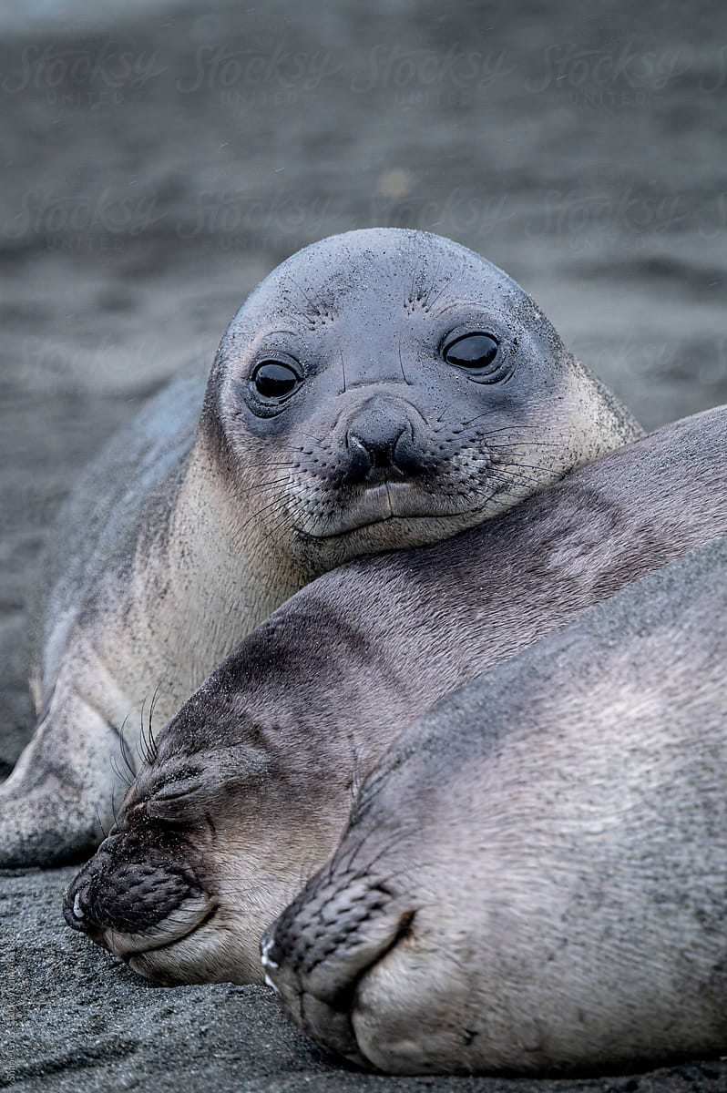Elephant Seal Weaners