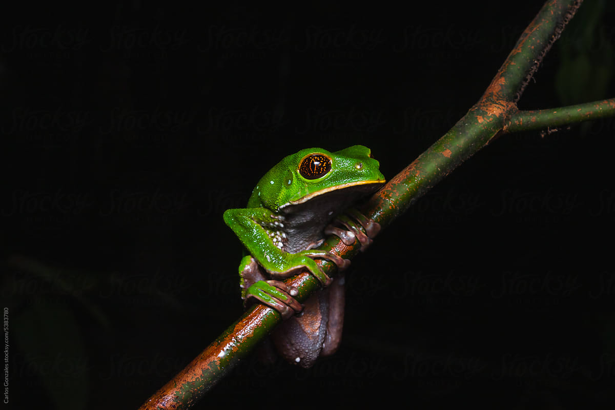 Brownbelly leaf frog on a branch