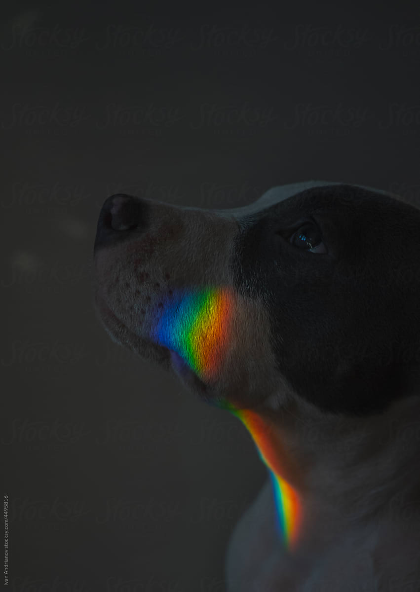 Calmly Dog Portrait Looks Up Rainbow Light