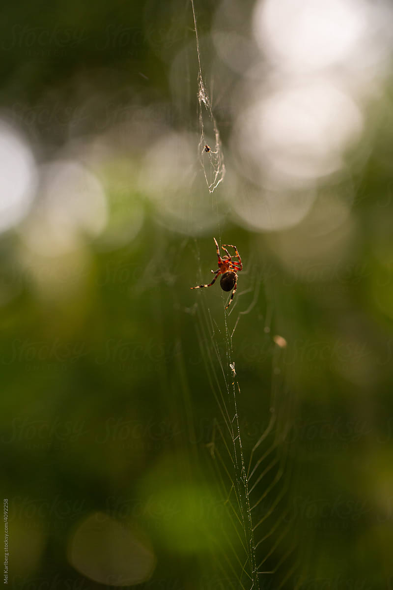 Red and black spider in the middle of a web