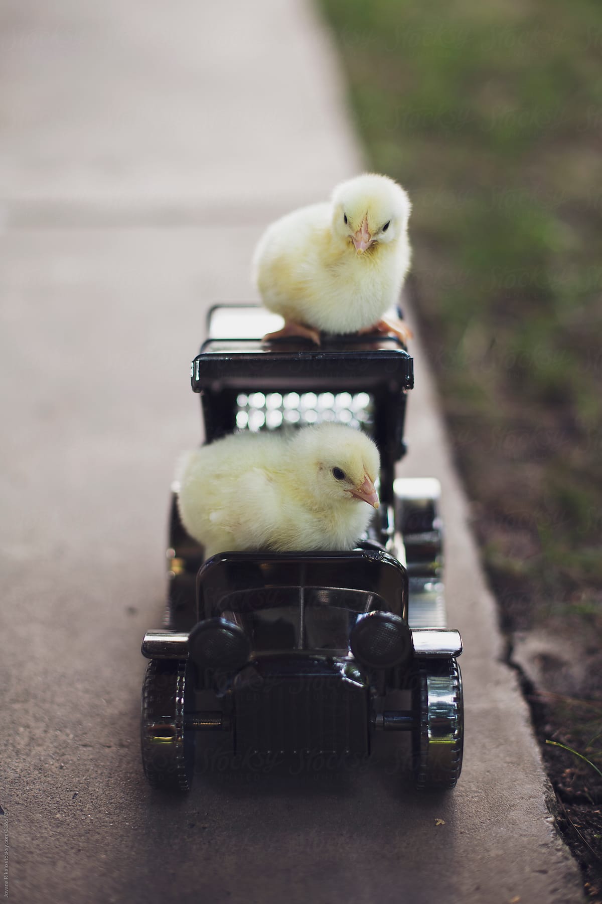 Two little chicken driving a little truck