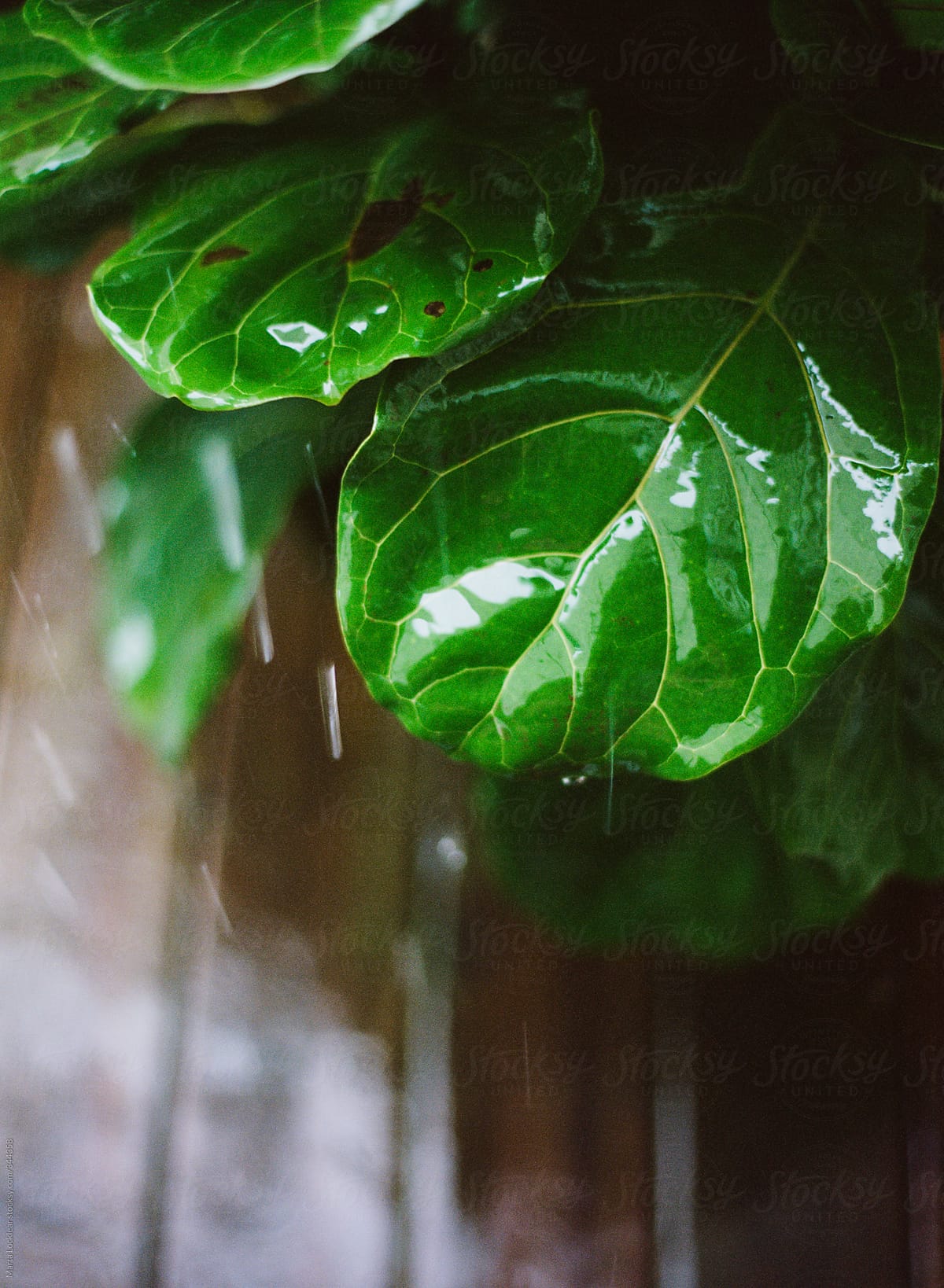 Fiddle Leaf Fig plant in the rain on a deck