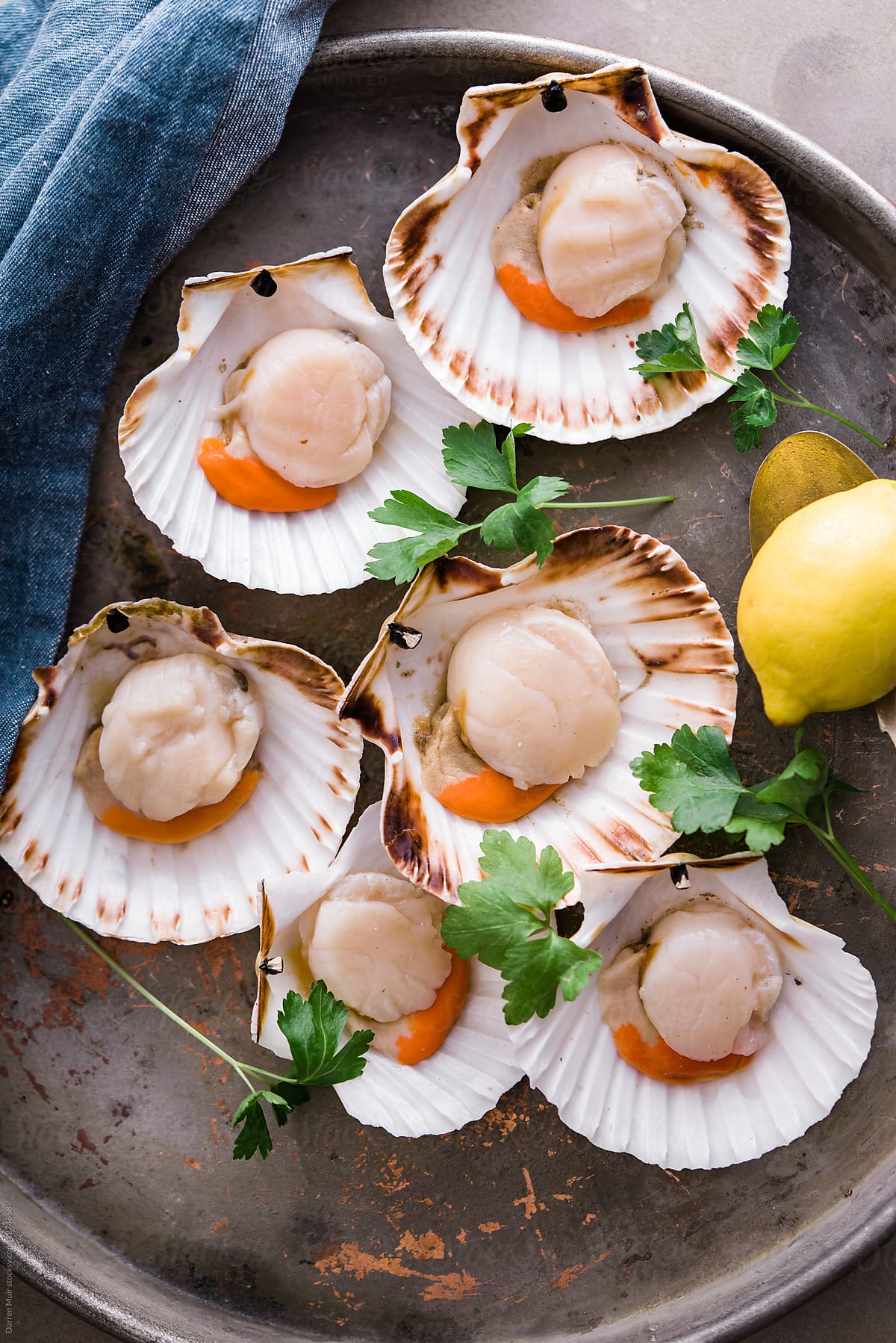 Fresh,raw Scallops In Shell On Metal Tray,ready To Be Prepared For  Cooking. by Stocksy Contributor Darren Muir - Stocksy
