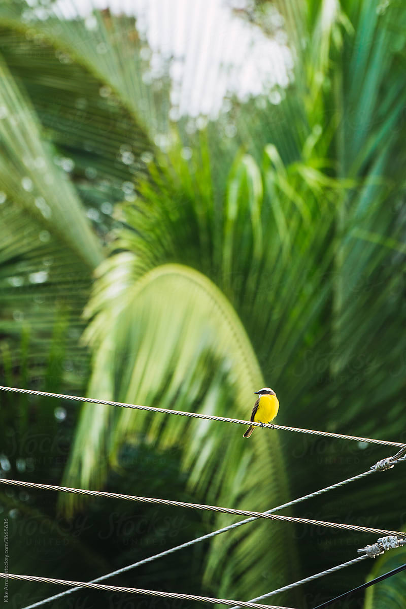 Yellow Bird in Tropical Forest
