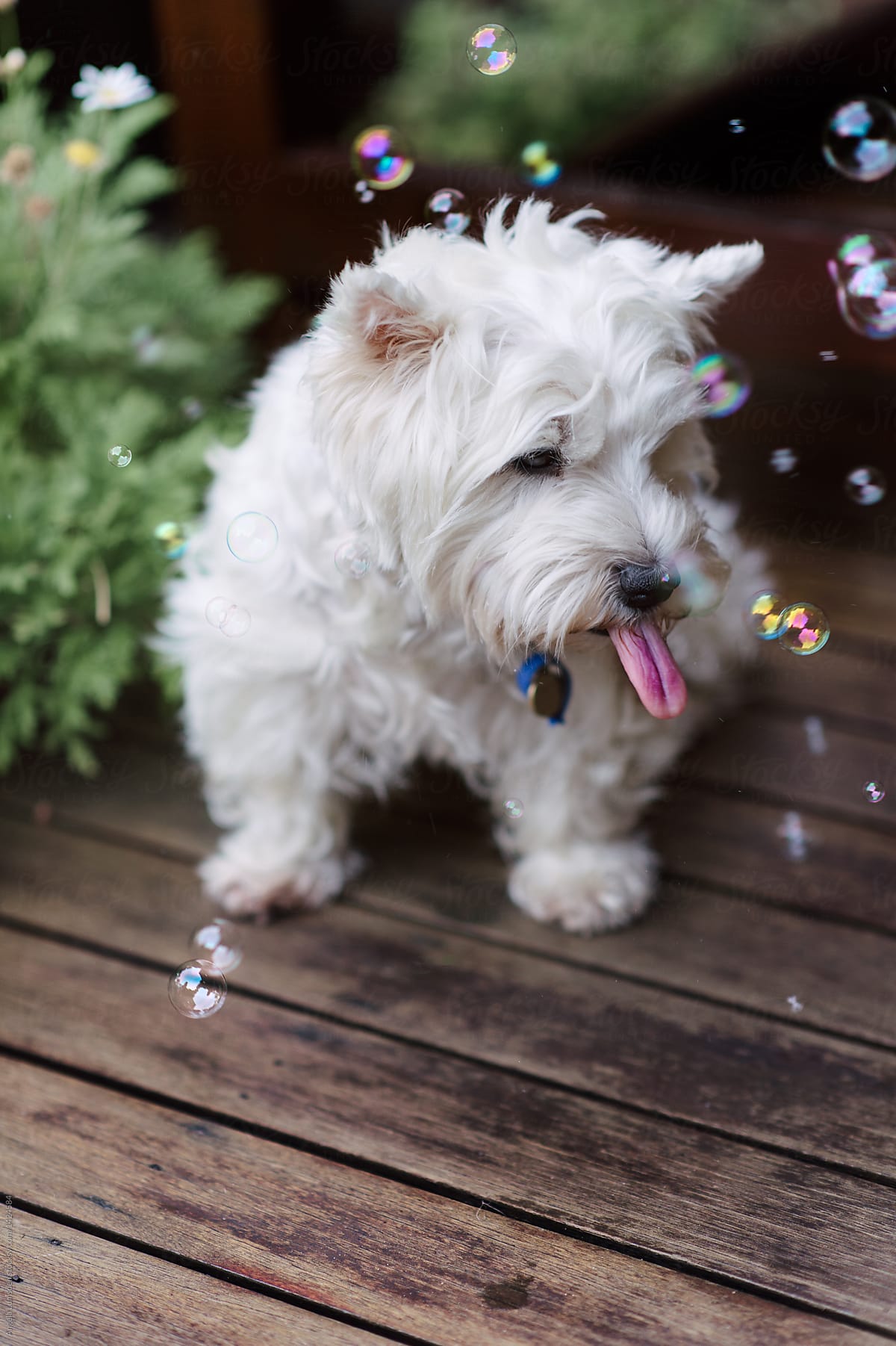 West highland terrier dog with bubbles outdoors