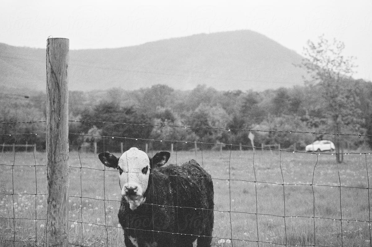 cow and mountain on farm
