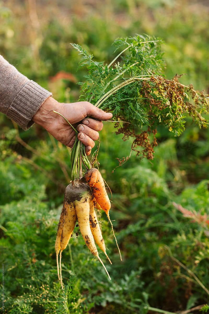 Yellow and orange carrots in hand of man