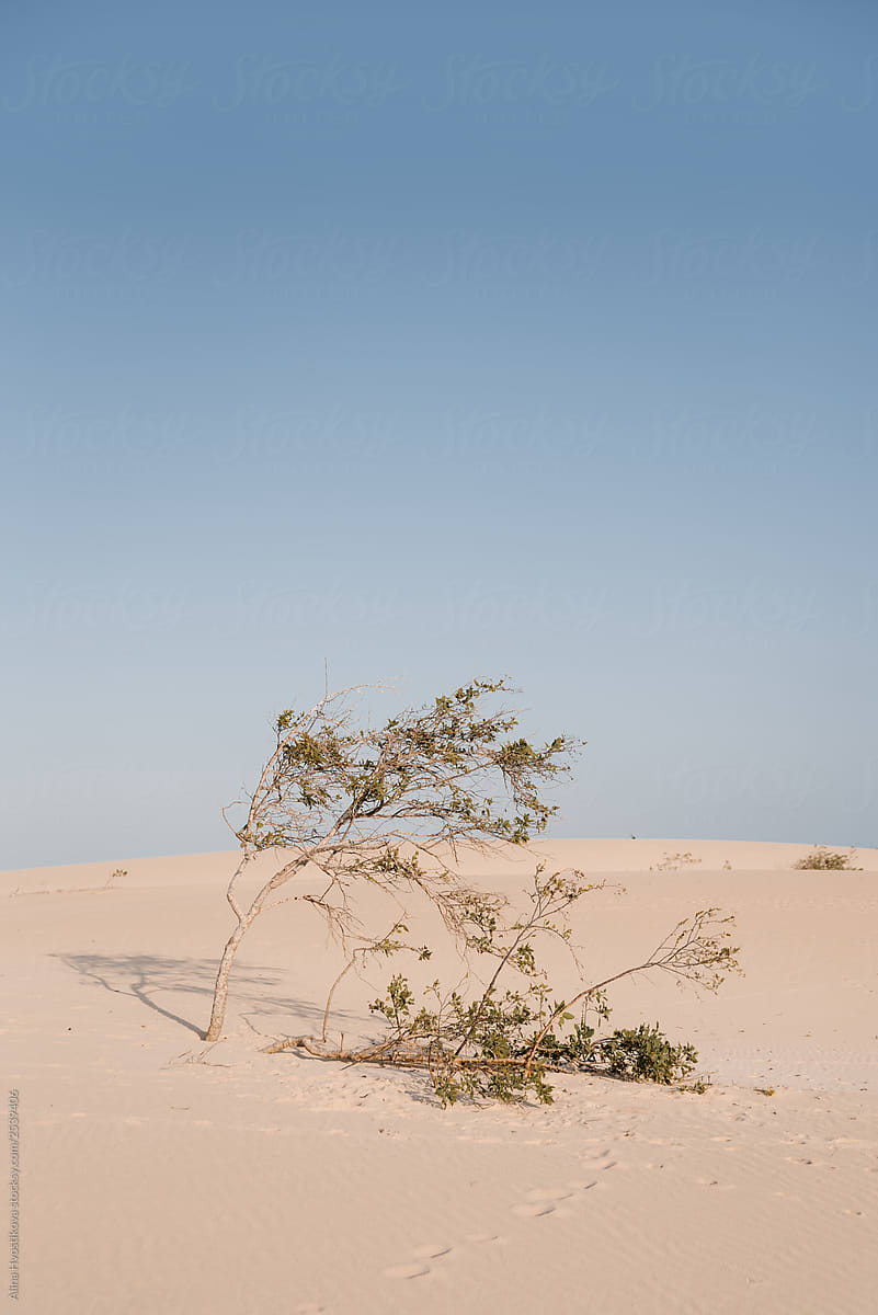 One lonely little tree in empty desert.