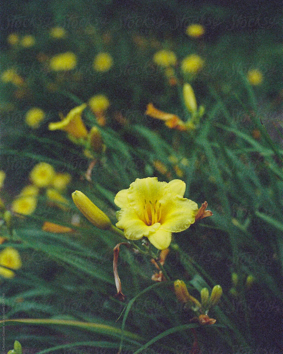 Yellow Flower in Moody Light