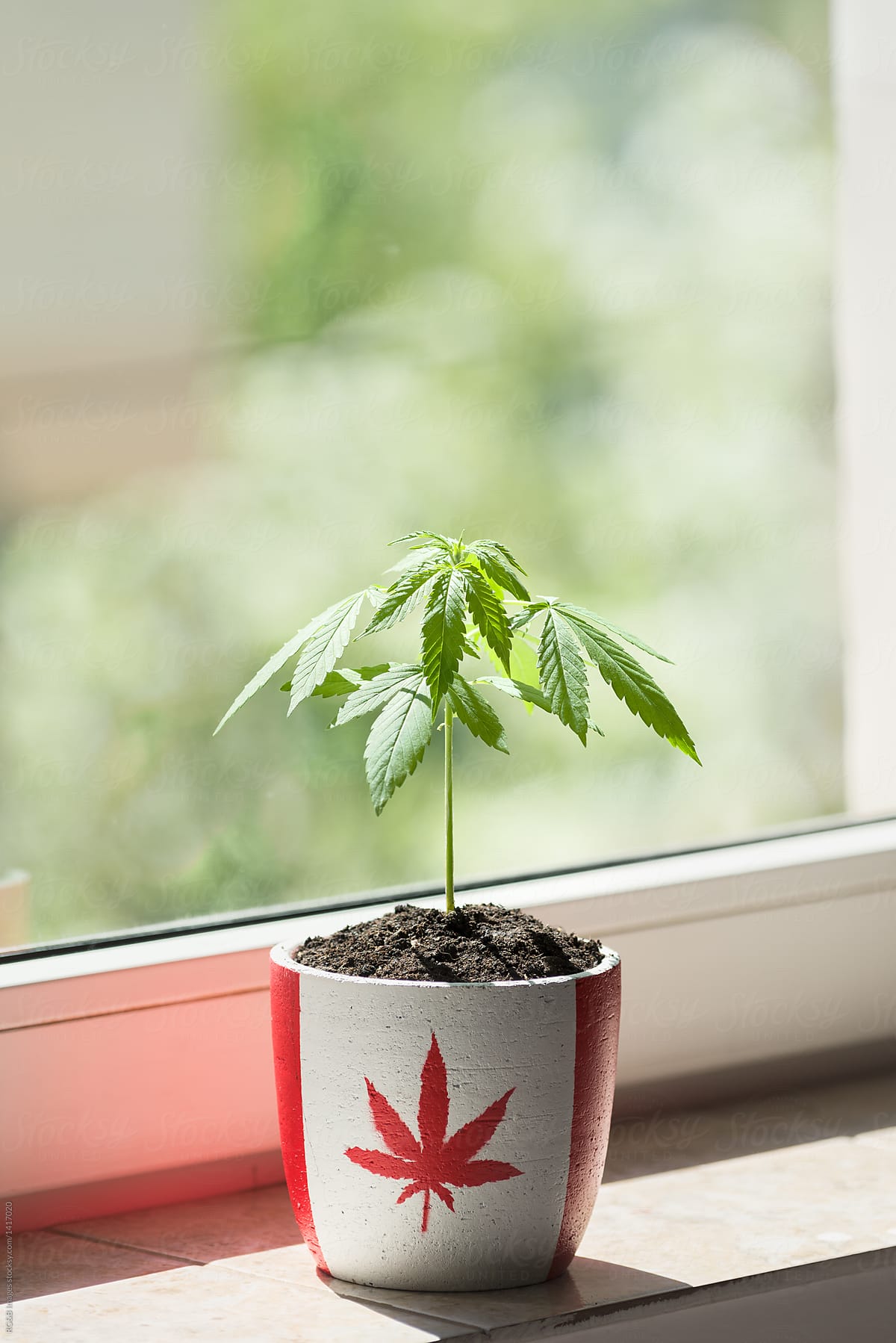 Potted marijuana plant suggesting legalization for recreational use in Canada