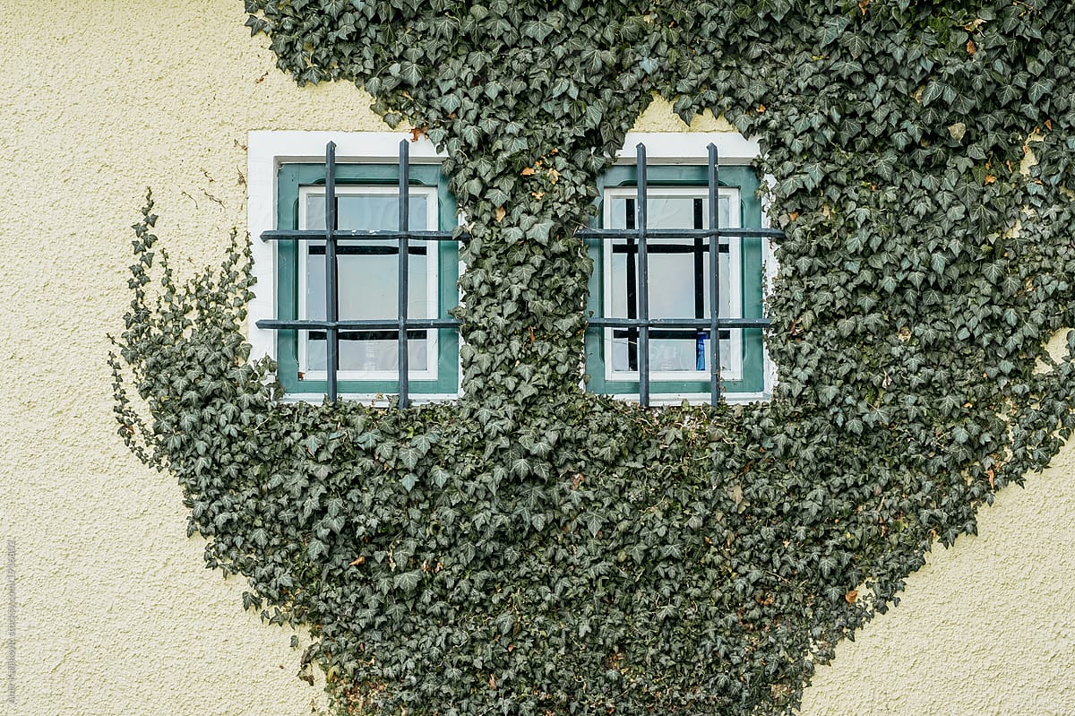 Ivy creeper growing on a wall around windows
