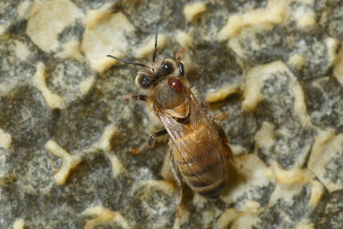 Honey Bee with a Varroa Mite