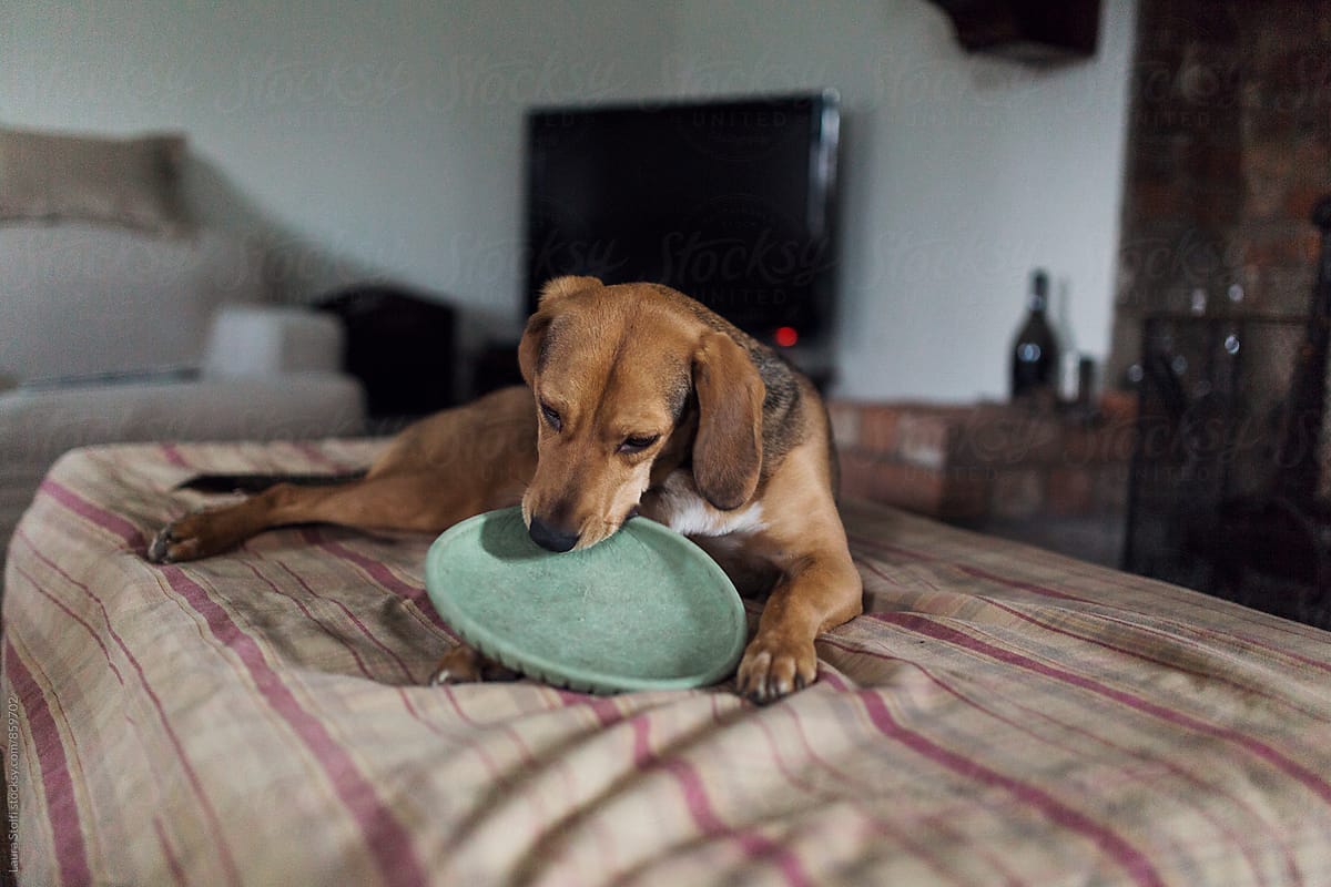 Bloodhound dog biting plastic frisbee toy