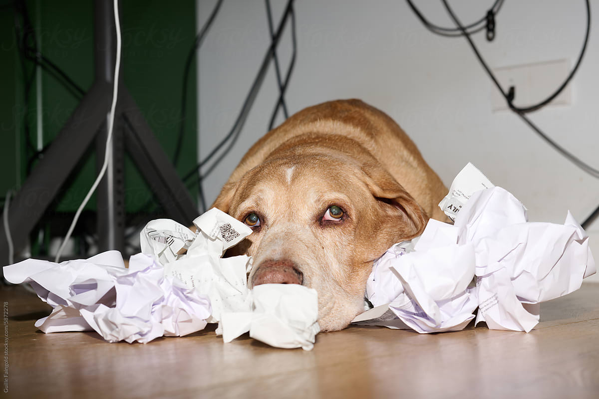 Dog Lying Among Crumpled Receipts