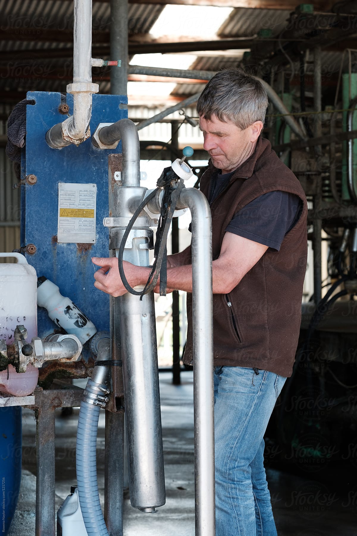 dairy farmer changing filter on milk vat