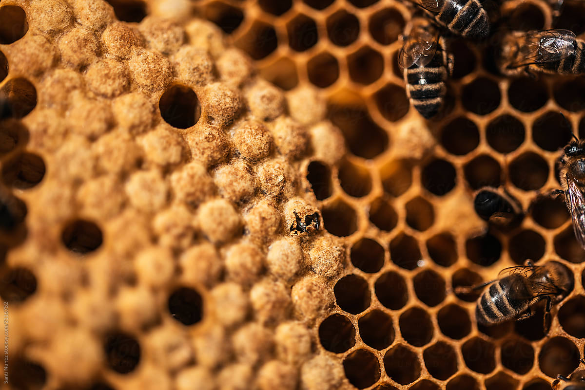 Birth of a bee on honeycomb