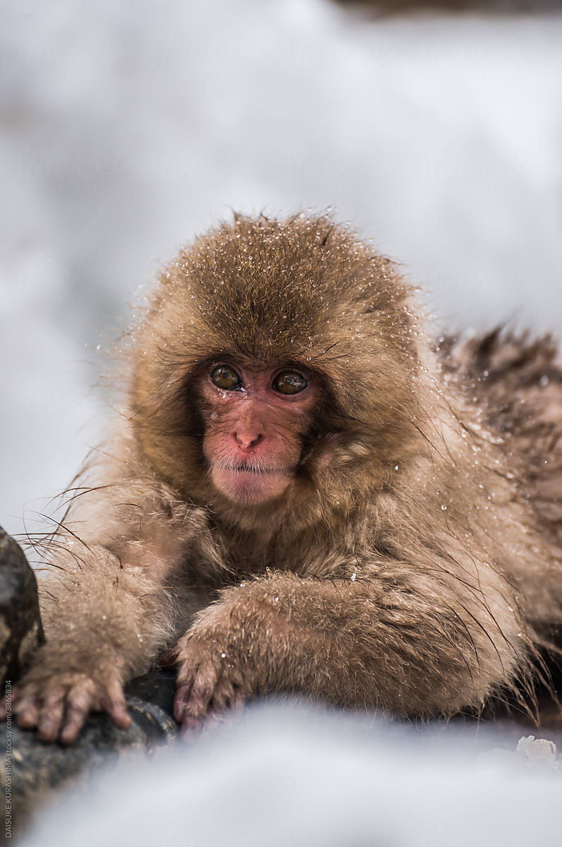 A baby monkey clinging to a pipe that feeds hot spring water.