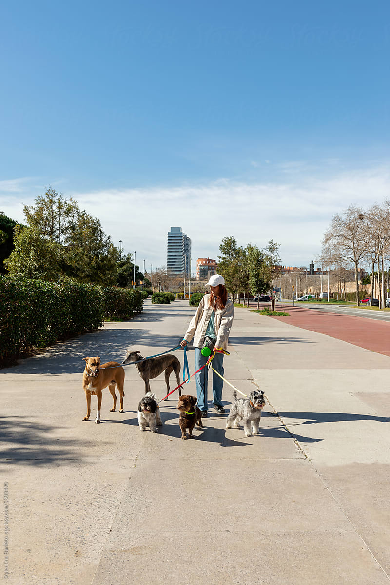 Woman walking dogs by the city in spring