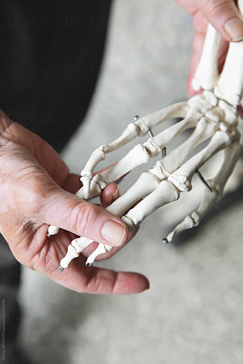Close up of anonymous older caucasian hands holding a skeleton hand to represent healthcare
