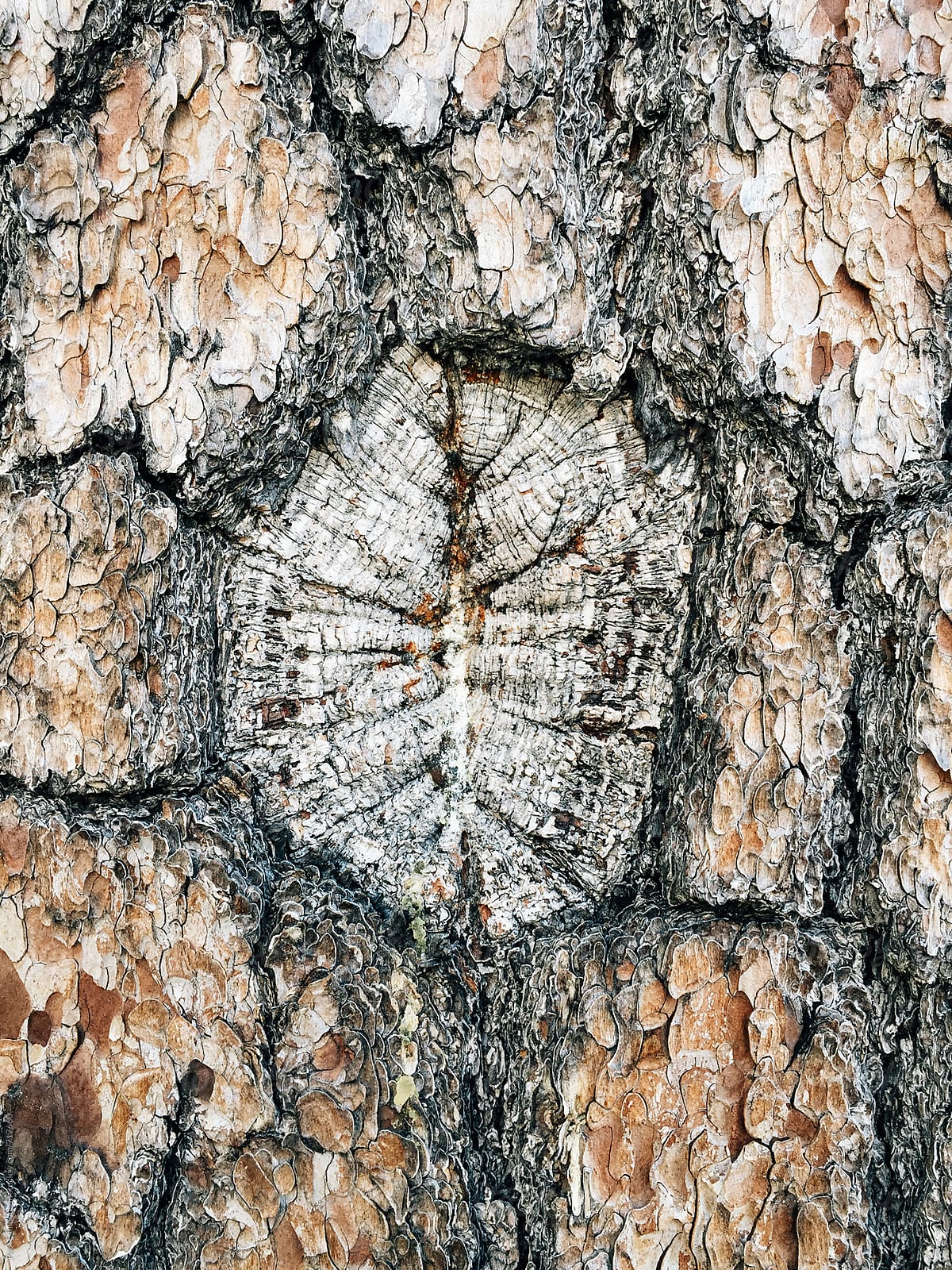 Close up of bark from old growth White pine tree