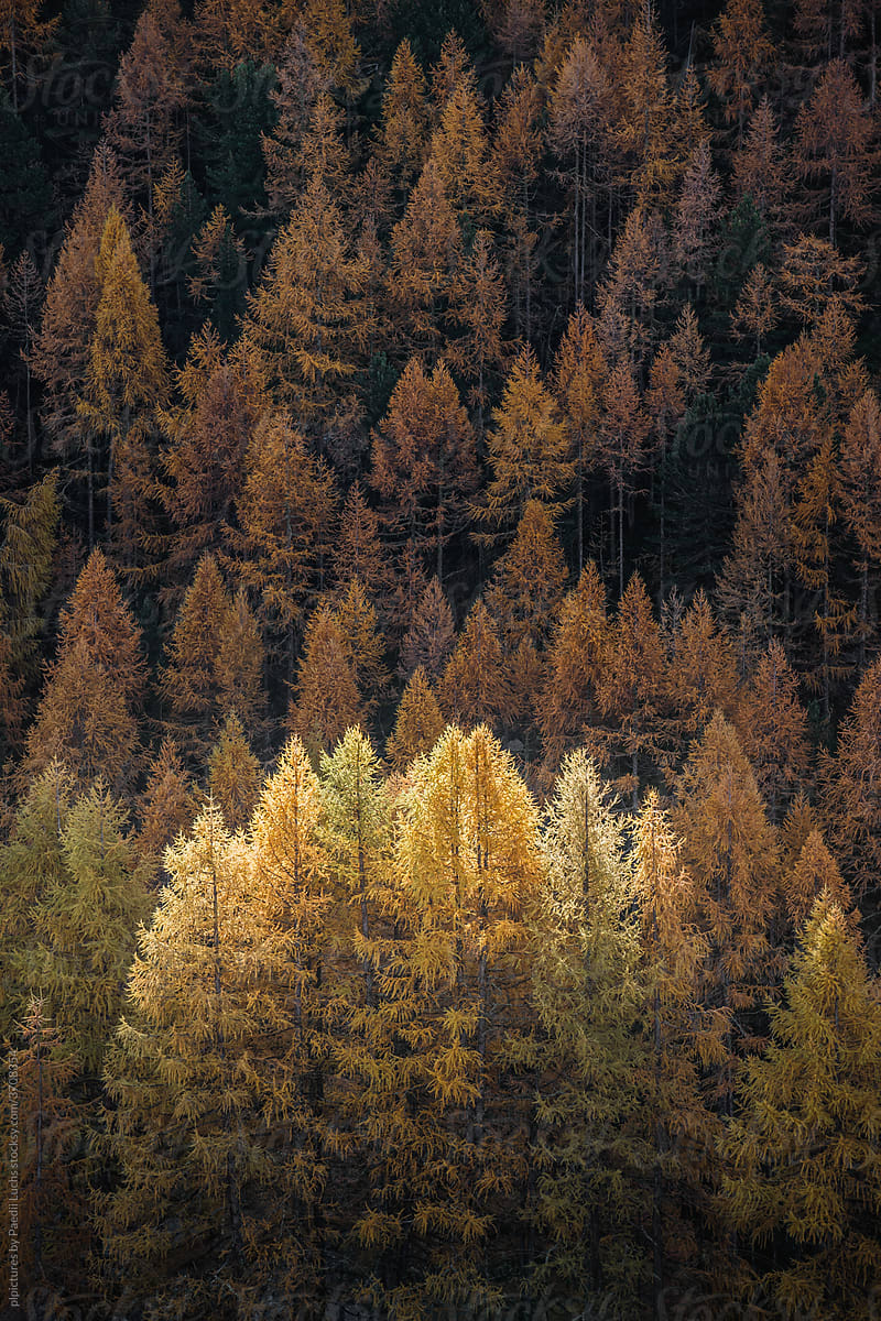 Golden larch forest