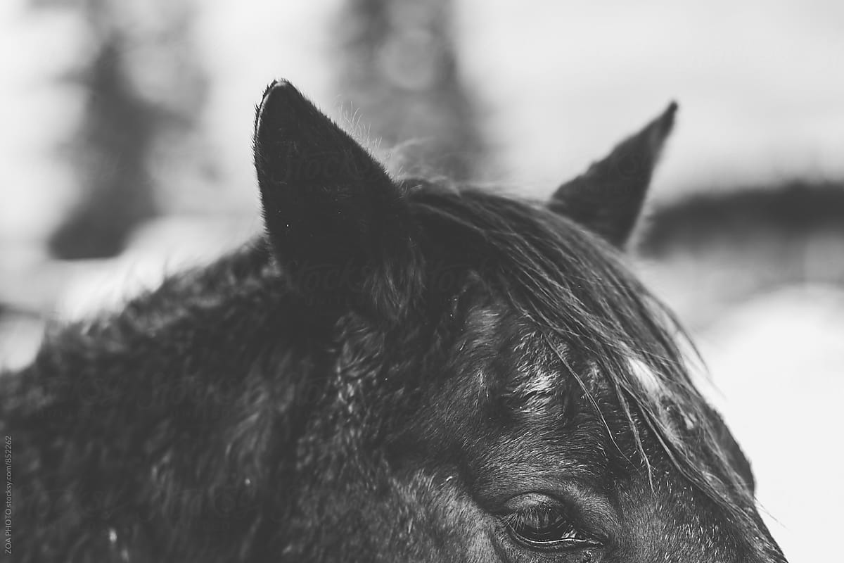 "Horses On A Farm In Flagstaff" by Stocksy Contributor "ZOA PHOTO