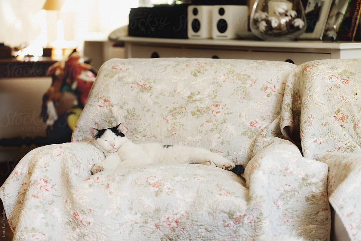 Sleeping cat sprawled on armchair in living room
