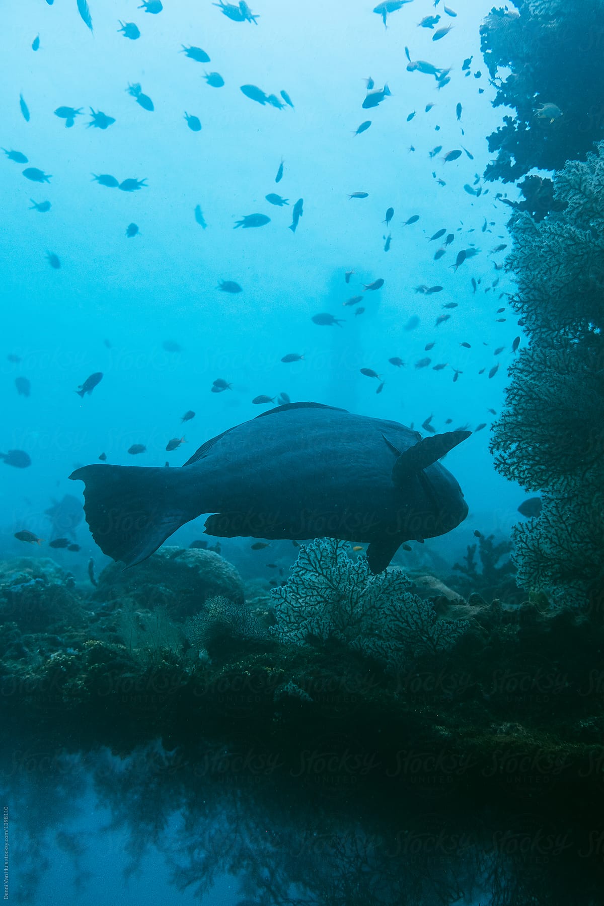 Big fish swimming underwater through a shipwreck.