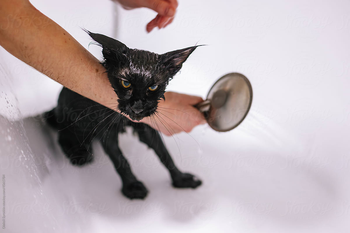 Pedigreed pet. Washing routine. Bathroom. Wet animal