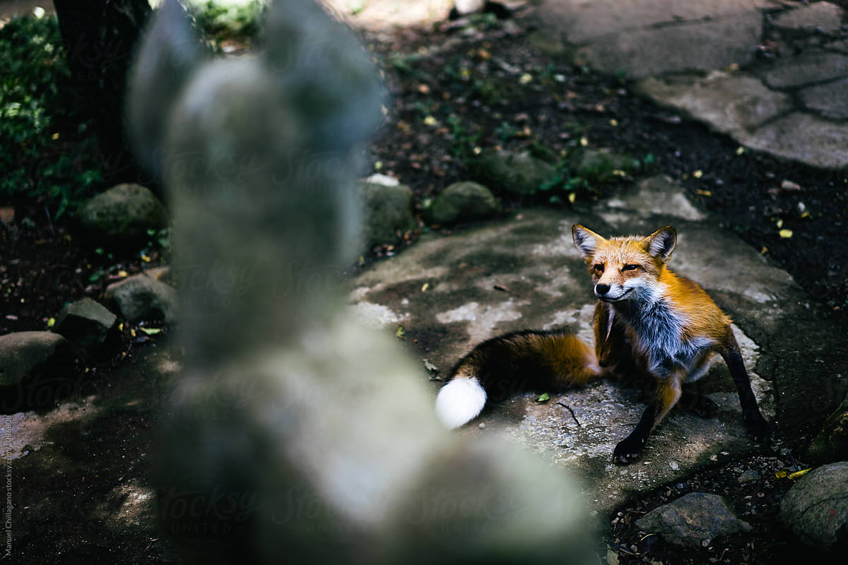 Red fox scratching his ears while watching a statue of fox deity Inari