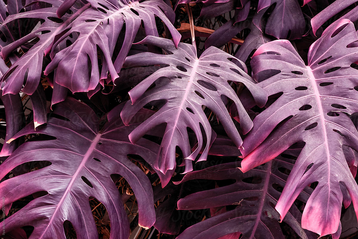 philodendron brazilian Philodendron cordatum 'Brasil' (Low Light Tolerant)  Planted