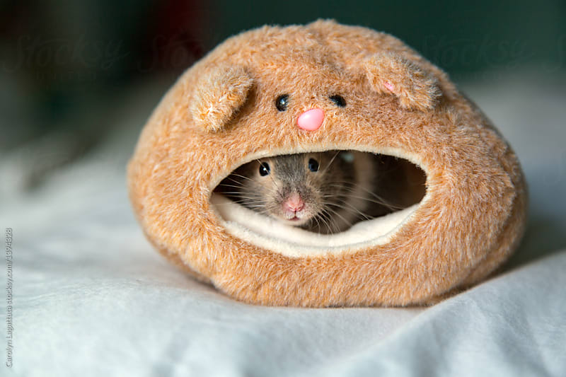 cute hamster hides