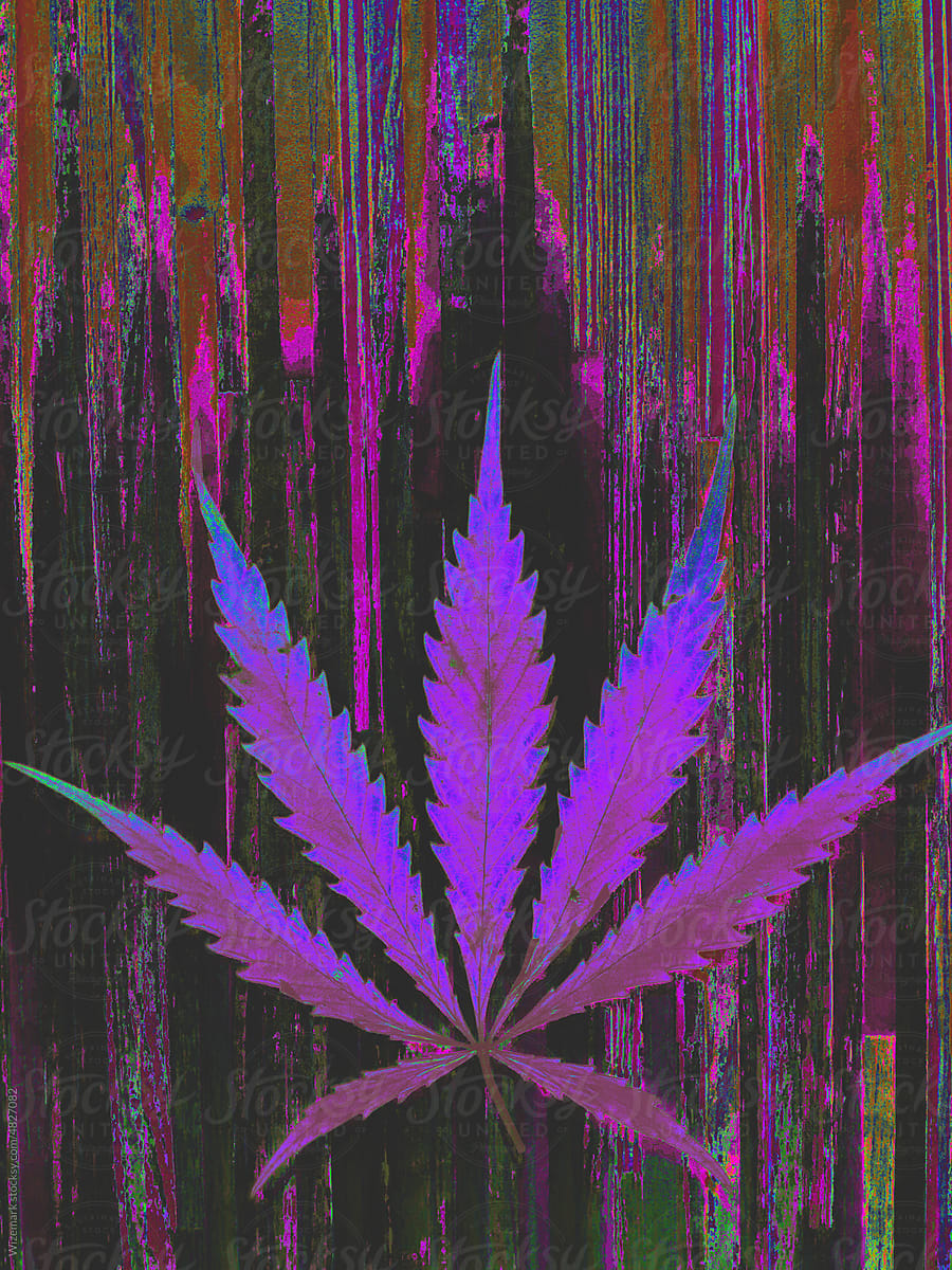 Beautiful violet marijuna, cannabis leaf in bright, vibrant colors
