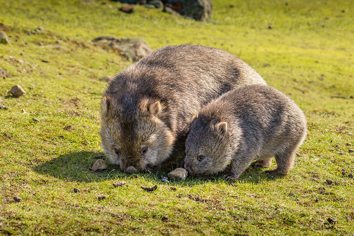 Flinders Island Wombat
