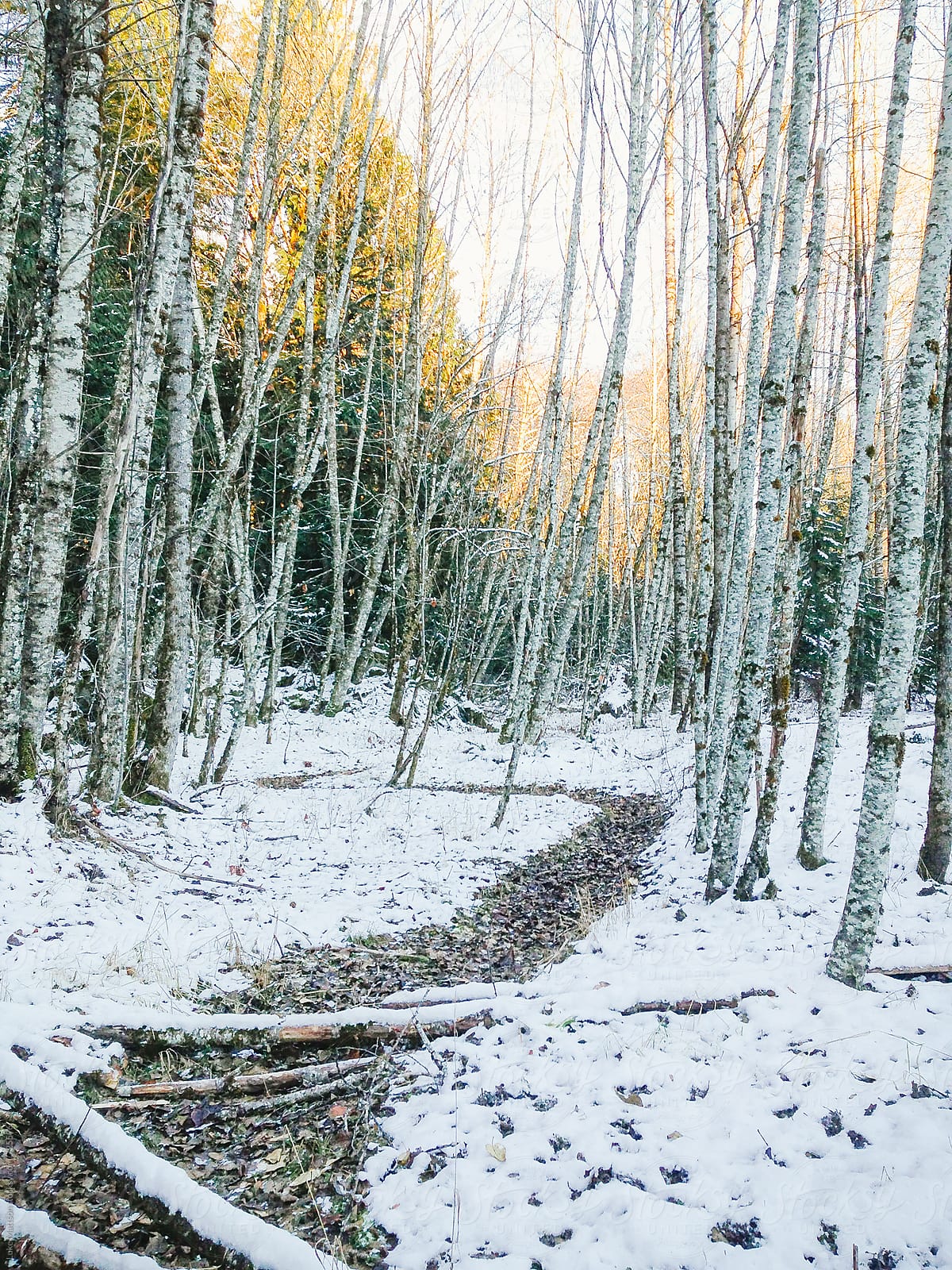 Winding Path Through Birch Trees In Winter With Snow On Ground By Luke Mattson Path Winter Stocksy United