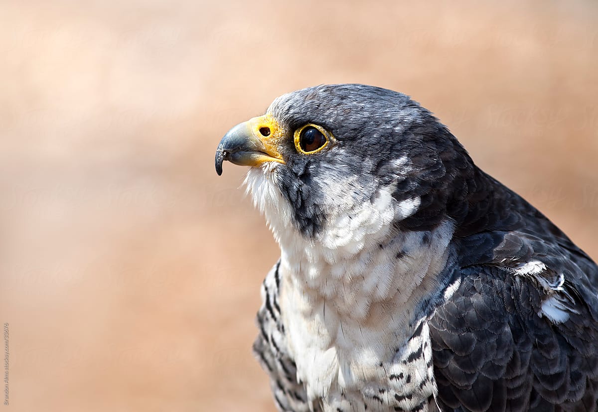 Word\'s Fastest Animal: A Closeup of a Peregrine Falcon