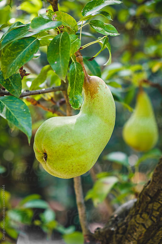 Curved Pear Hanging on a Tree