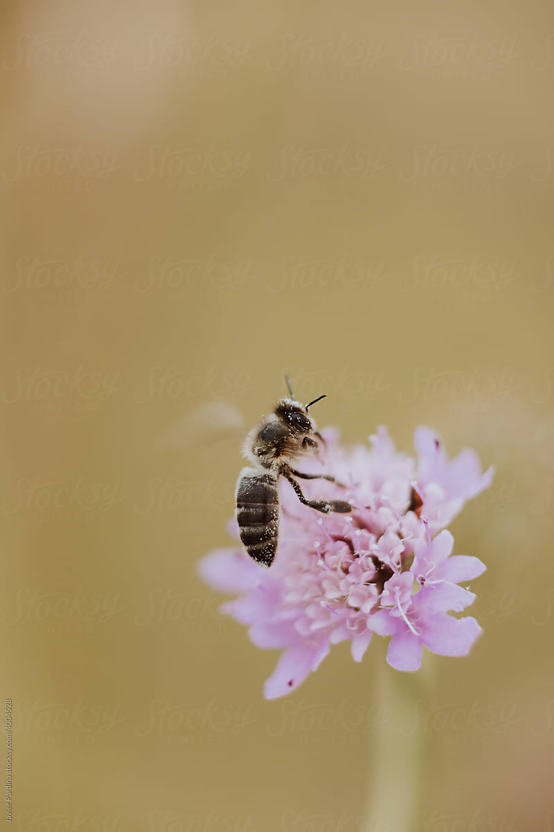 a bee extracting nectar from a lilac flower