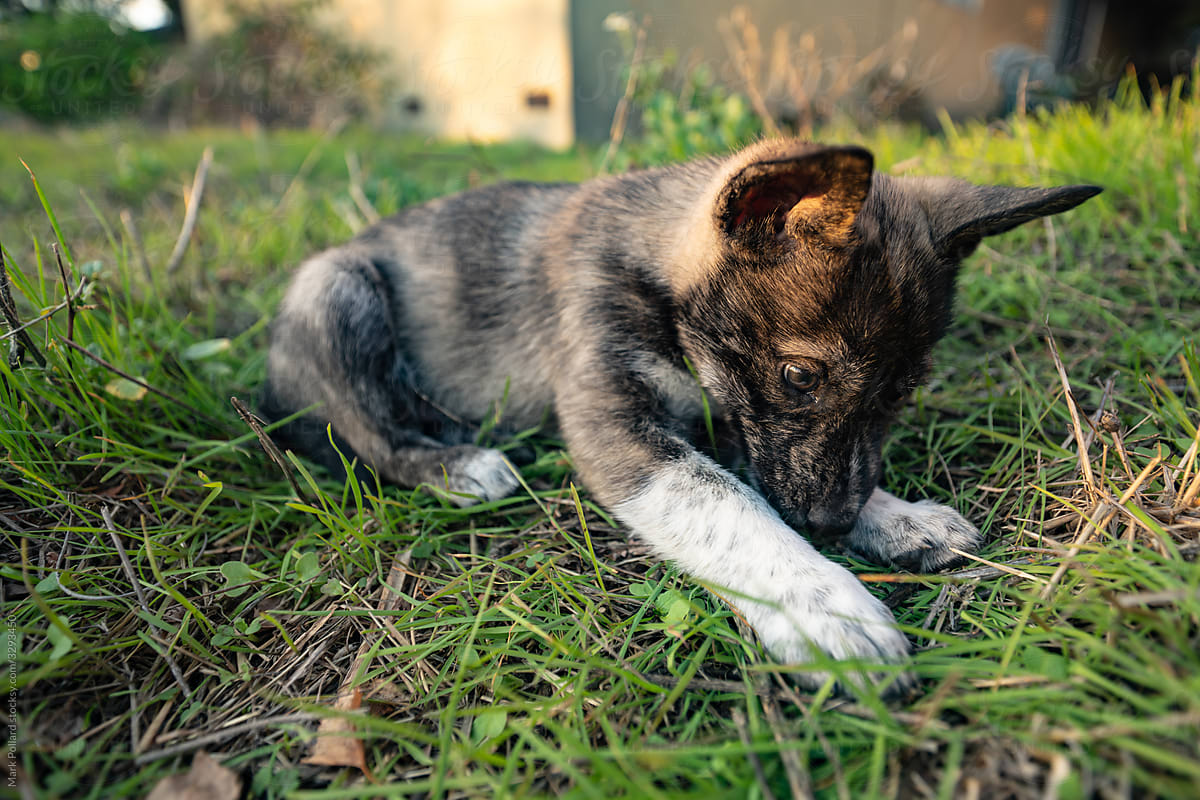 A Puppy Plays in the Grass
