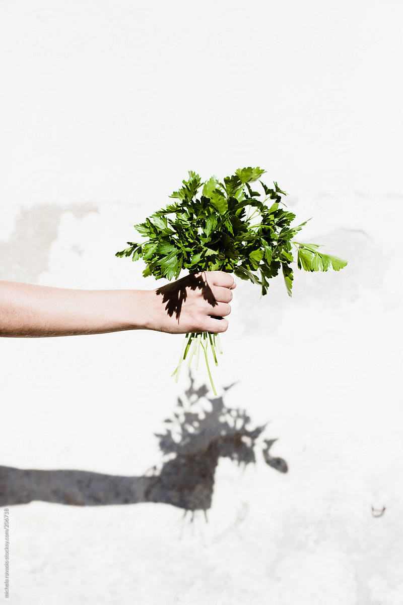 Woman\'s hand holding a bunch of parsley
